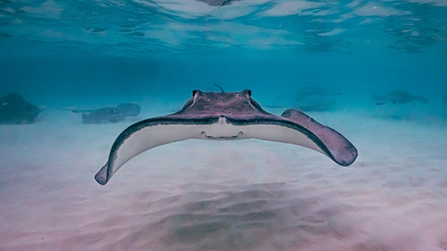 image Cayman Islands-3