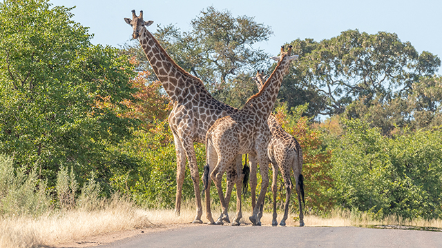 image South Africa-3